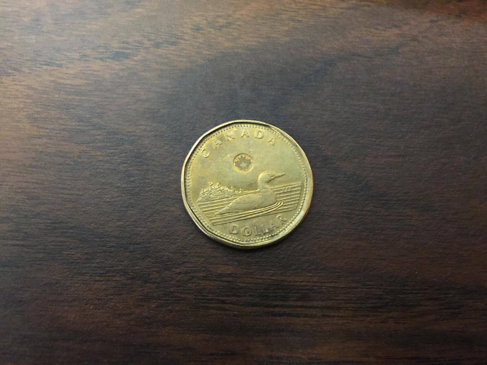 
        
        
        Image 1: A <i>loonie</i>. Photo: S. Gaylie                  