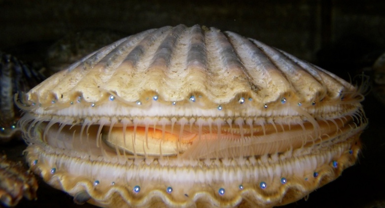 
        
        Image 1: A <i>bay scallop</i>. Source: Wikimedia Commons. <br>Photo: R. Norris and M. Freudzon            