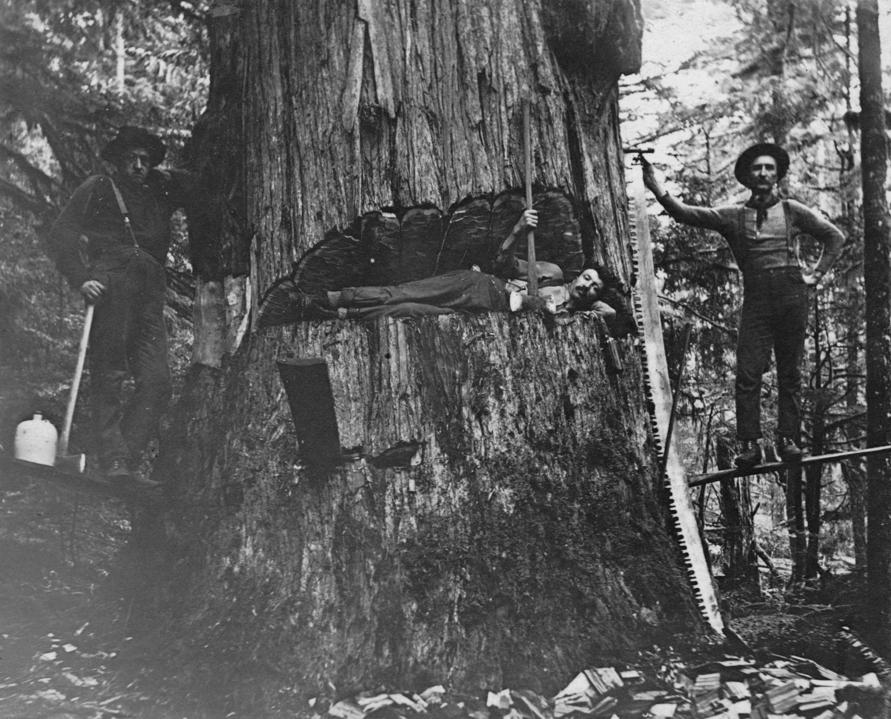 
        Image 1: Loggers posing on <i>springboards</i>, c. 1890s. Source: City of Vancouver Archives. Photo: P. Timms      