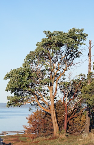 
       Image 1:  An <i>arbutus</i> tree. Source: Wikimedia Commons. Photo: W. Siegmund      