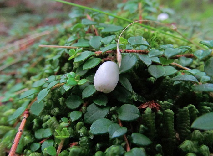 Image 1: Specimen of <i>gaultheria hispidula</i>, with foliage and ripe fruit (Source: Wikimedia Commons, Photo: Jomegat)