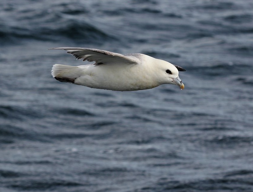 
        Image 1: A <i>noddy</i>, fulmarus glacialis, in flight (Source: Wikimedia Commons. Photo: Avenue).