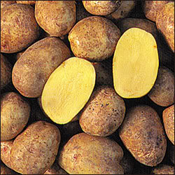 
        Image 1: <i>Yukon Gold</i> potatoes. Source: Wikimedia Commons. Photo: University of Guelph     