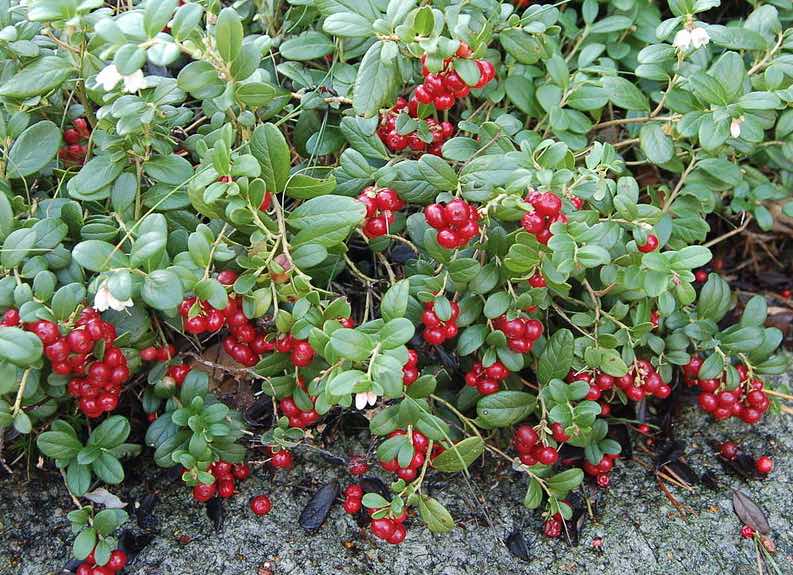 
        Image 1: A <i>partridgeberry</i> shrub (Source: Wikimedia Commons. Photo: Arnstein Rønning)      